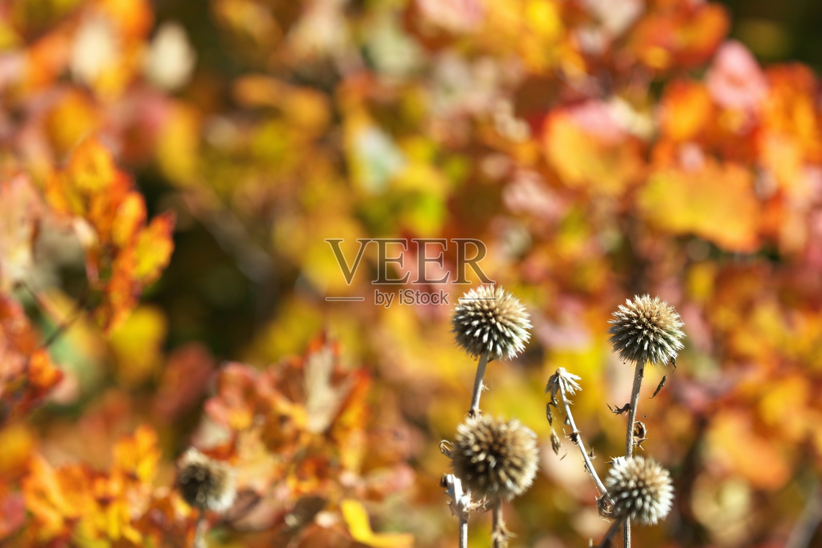 秋叶前的蓝刺头花照片摄影图片