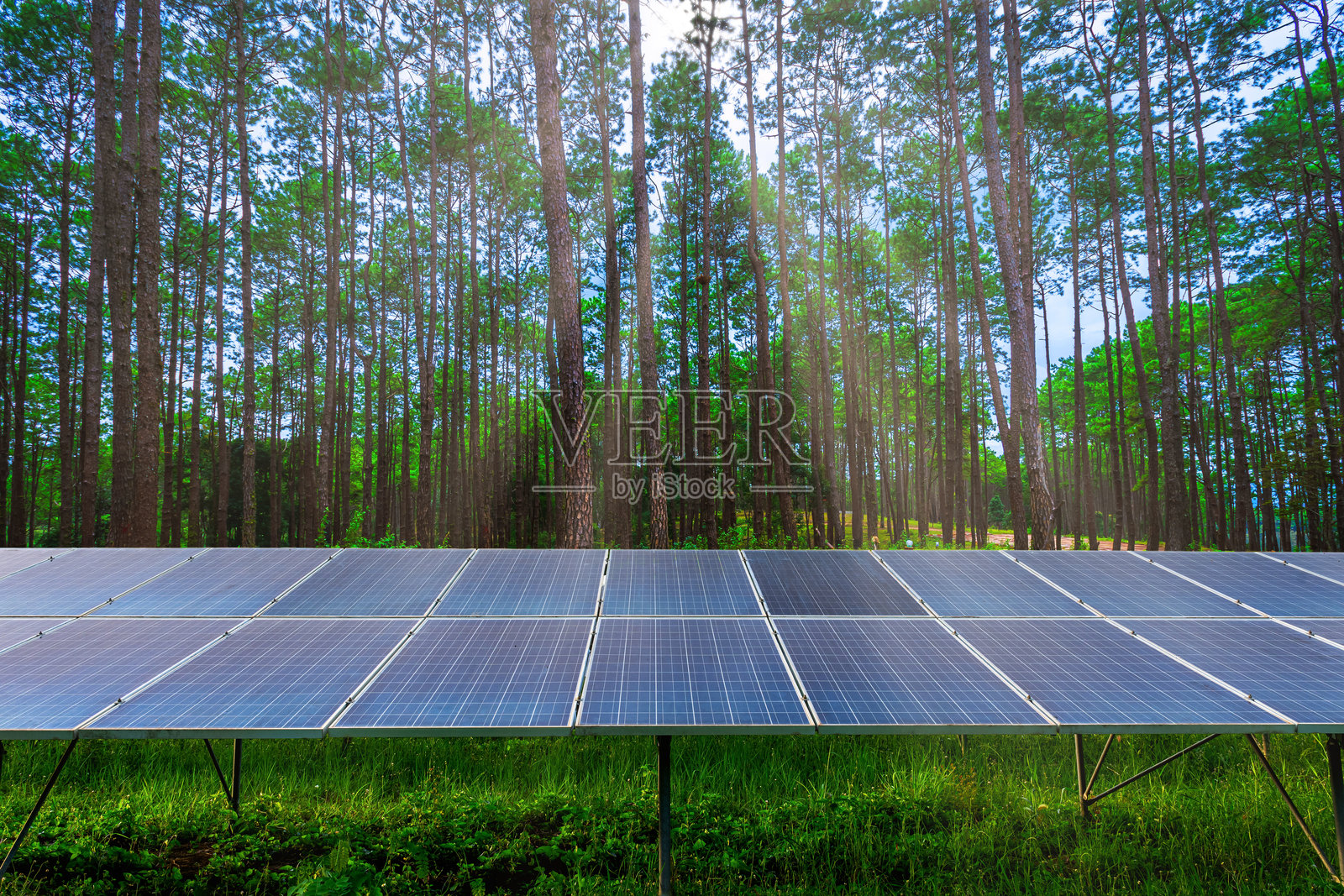夏季落叶松森林中的光伏太阳能电池板，周围有不同的树木，替代能源概念，清洁能源，绿色能源。照片摄影图片