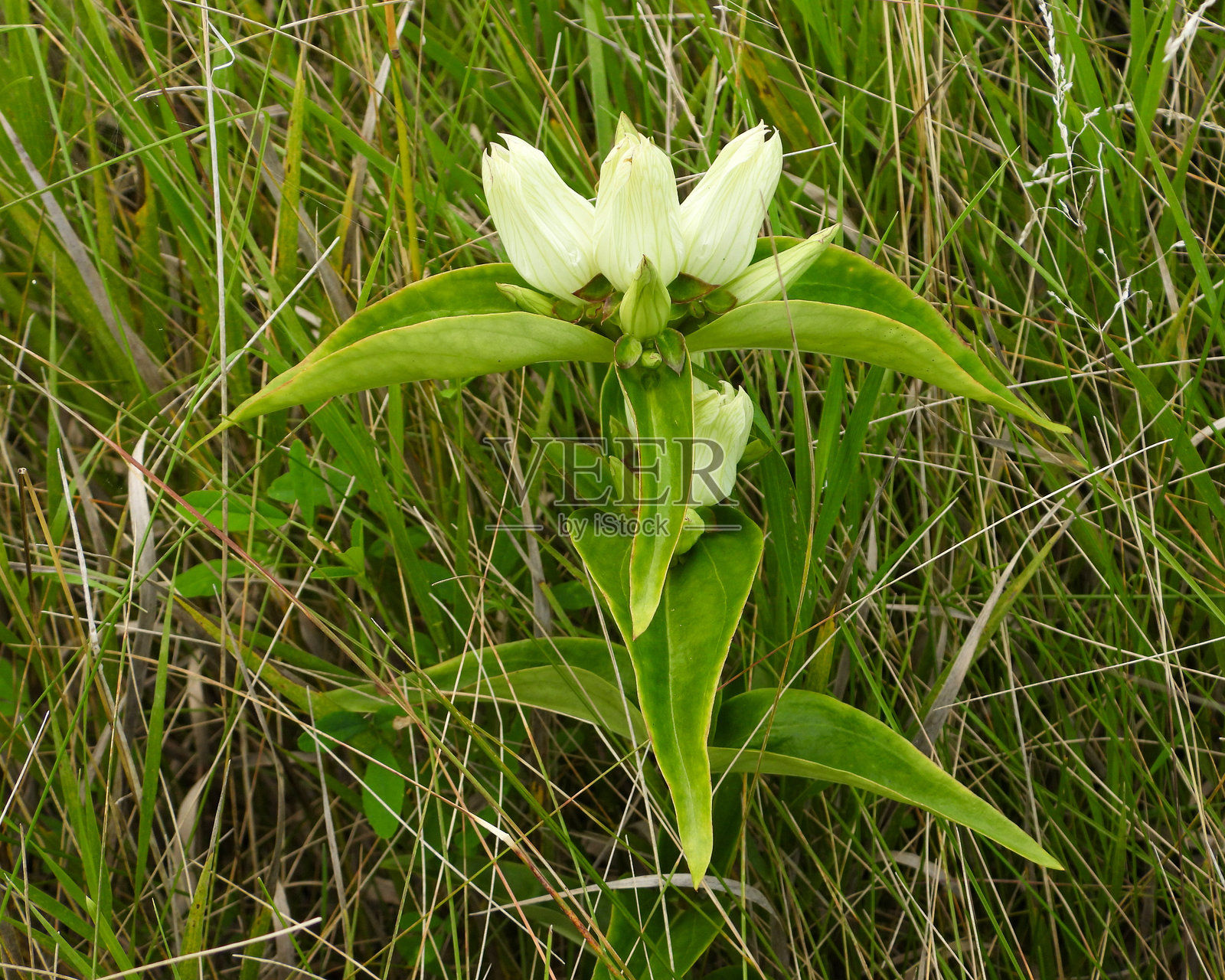 黄龙胆（Gentiana flavida）北美原生野花照片摄影图片