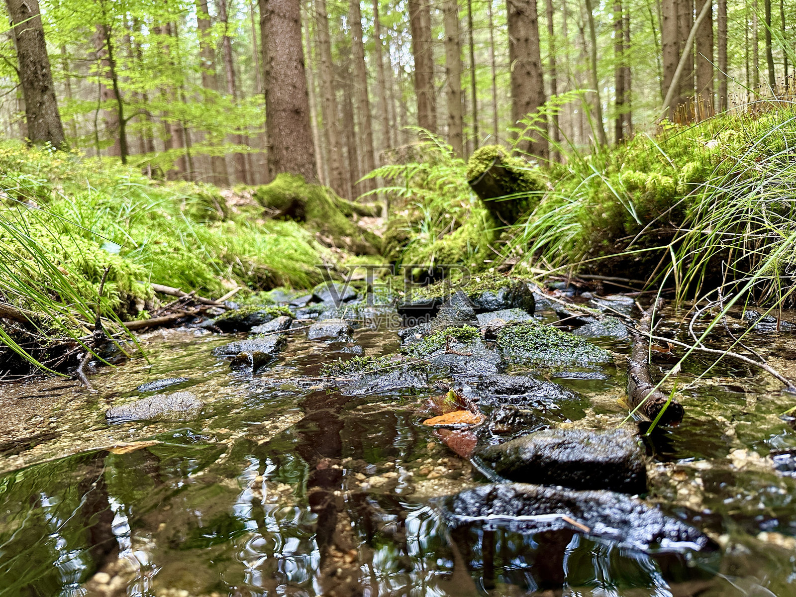 夏日森林细节特写：捕捉生机勃勃的绿色、阳光照耀的叶子和自然之美的复杂纹理照片摄影图片