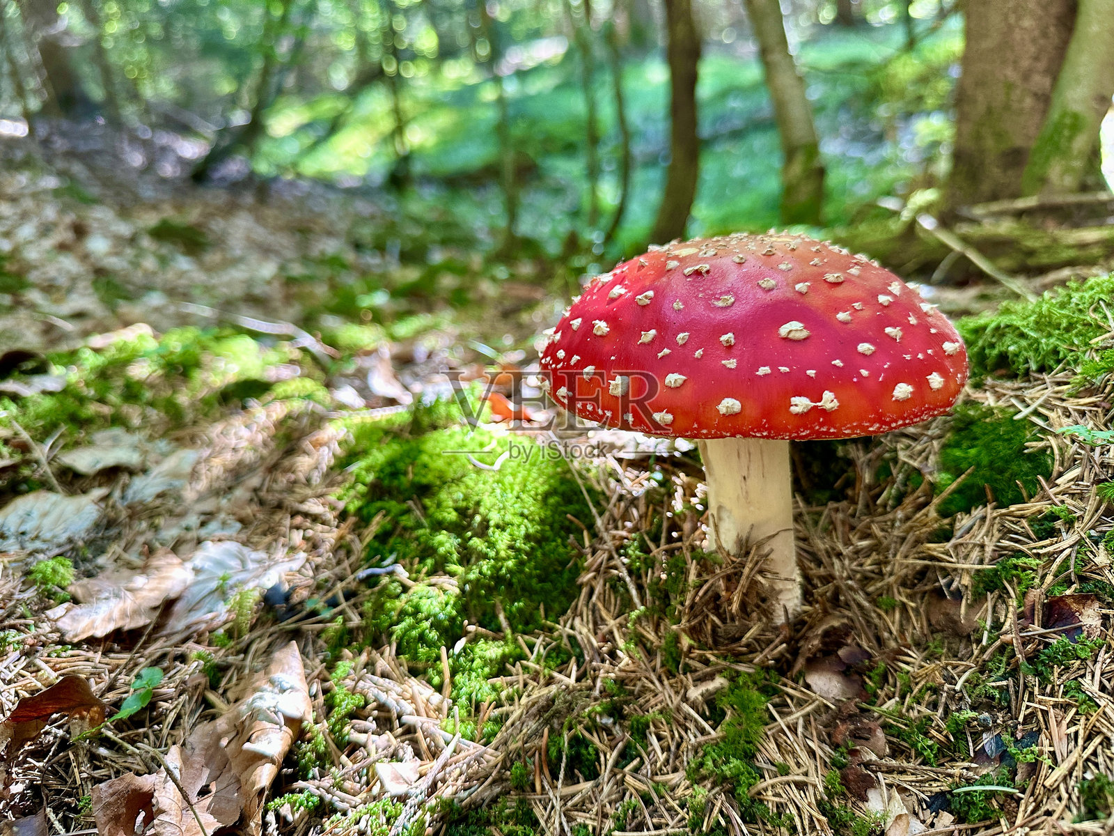 夏日森林蘑菇特写：捕捉生机勃勃的绿色、阳光照耀的叶子和自然之美的细腻纹理照片摄影图片