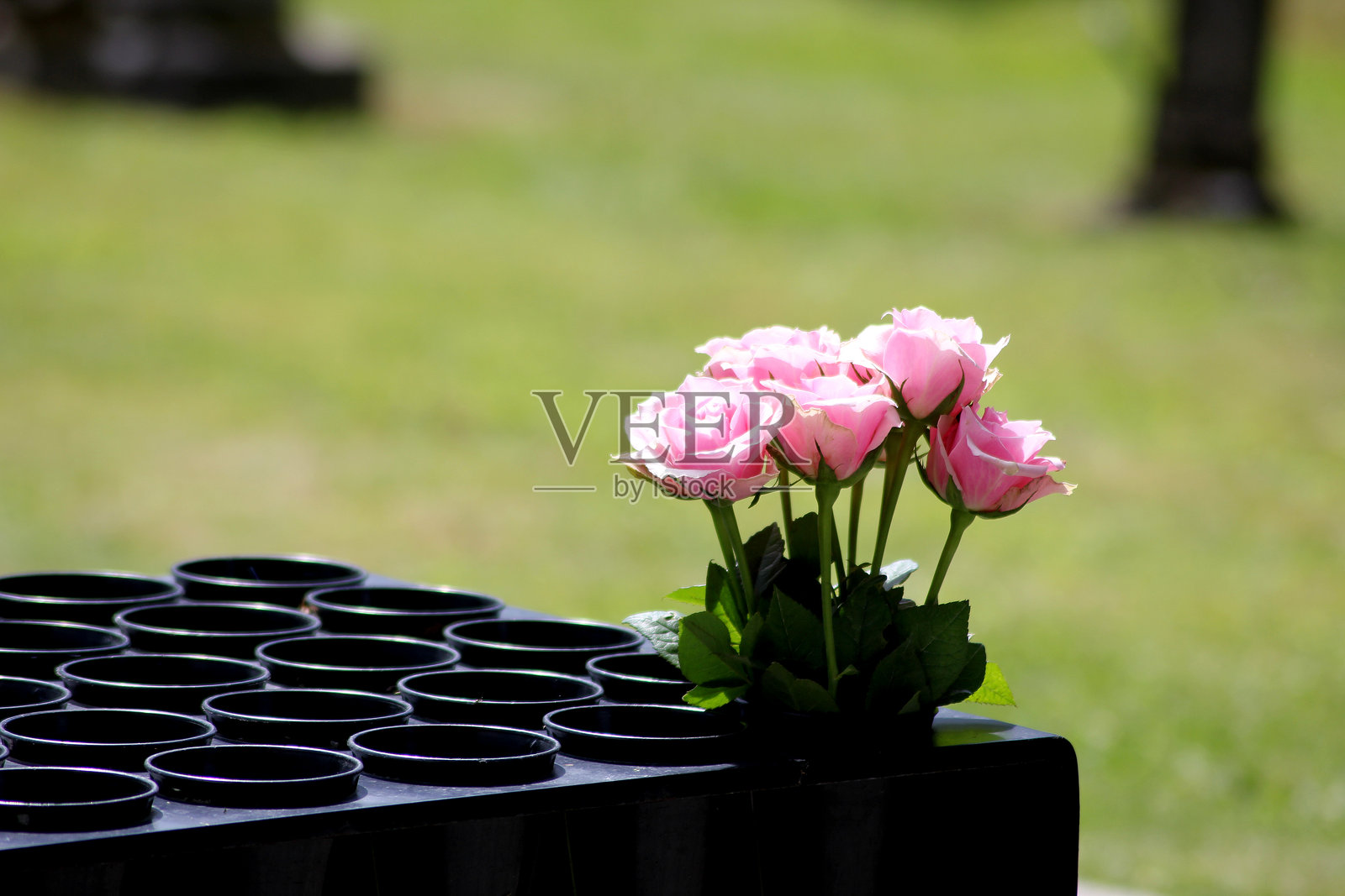 粉色玫瑰静静等待被放在某人的墓碑上照片摄影图片