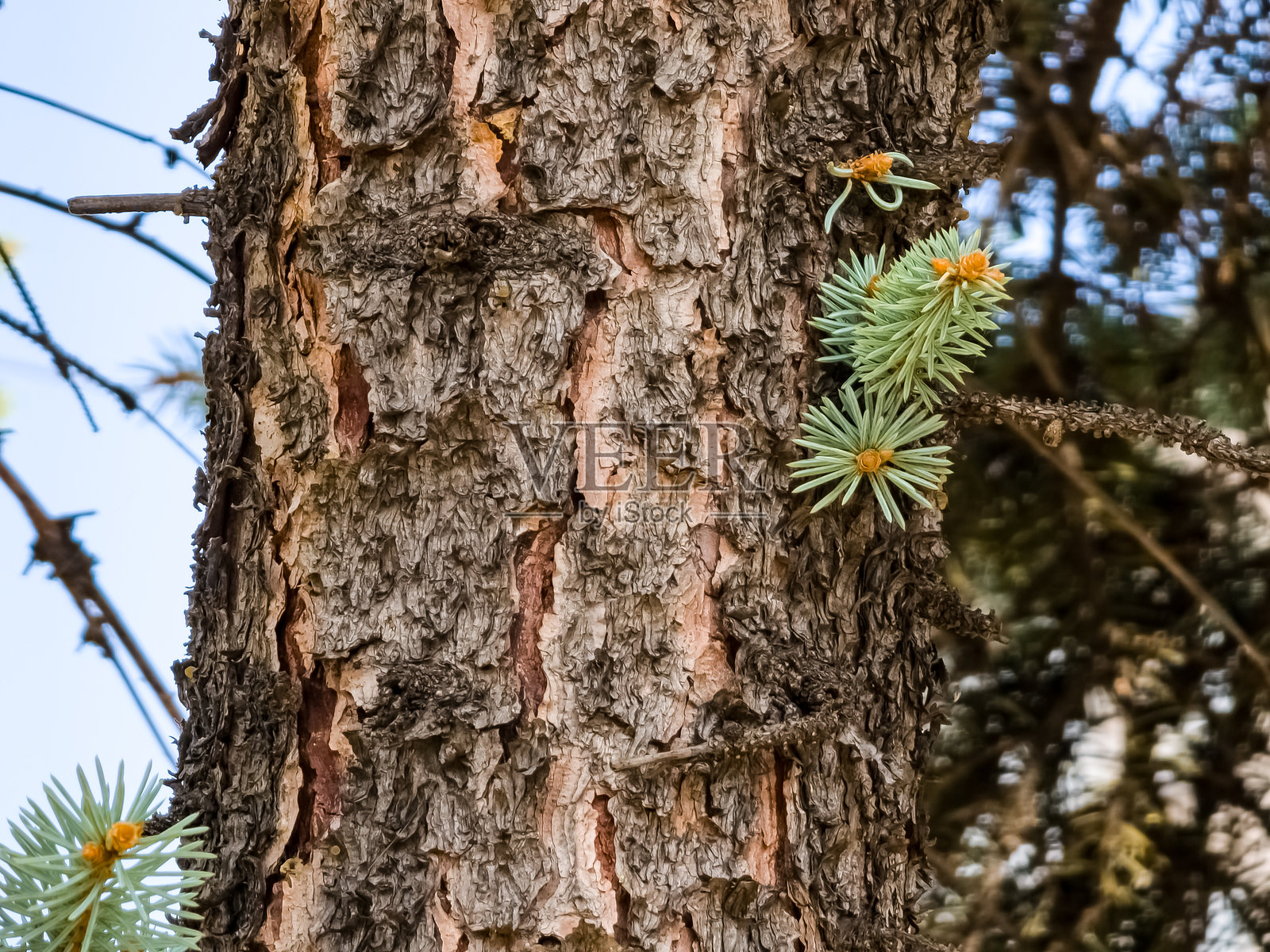蓝云杉或称为Picea pungens，也被称为绿云杉、白云杉或科罗拉多云杉的树干，秋季的树皮照片摄影图片