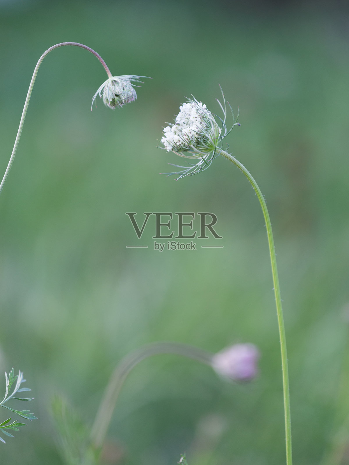 野胡萝卜花 野花在草地上盛开特写 自然背景照片摄影图片
