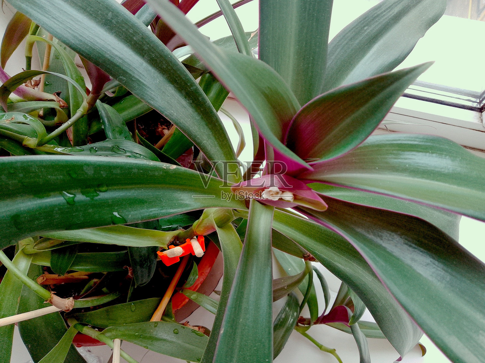 窗边花盆里新鲜绿色植物上的白色小花照片摄影图片