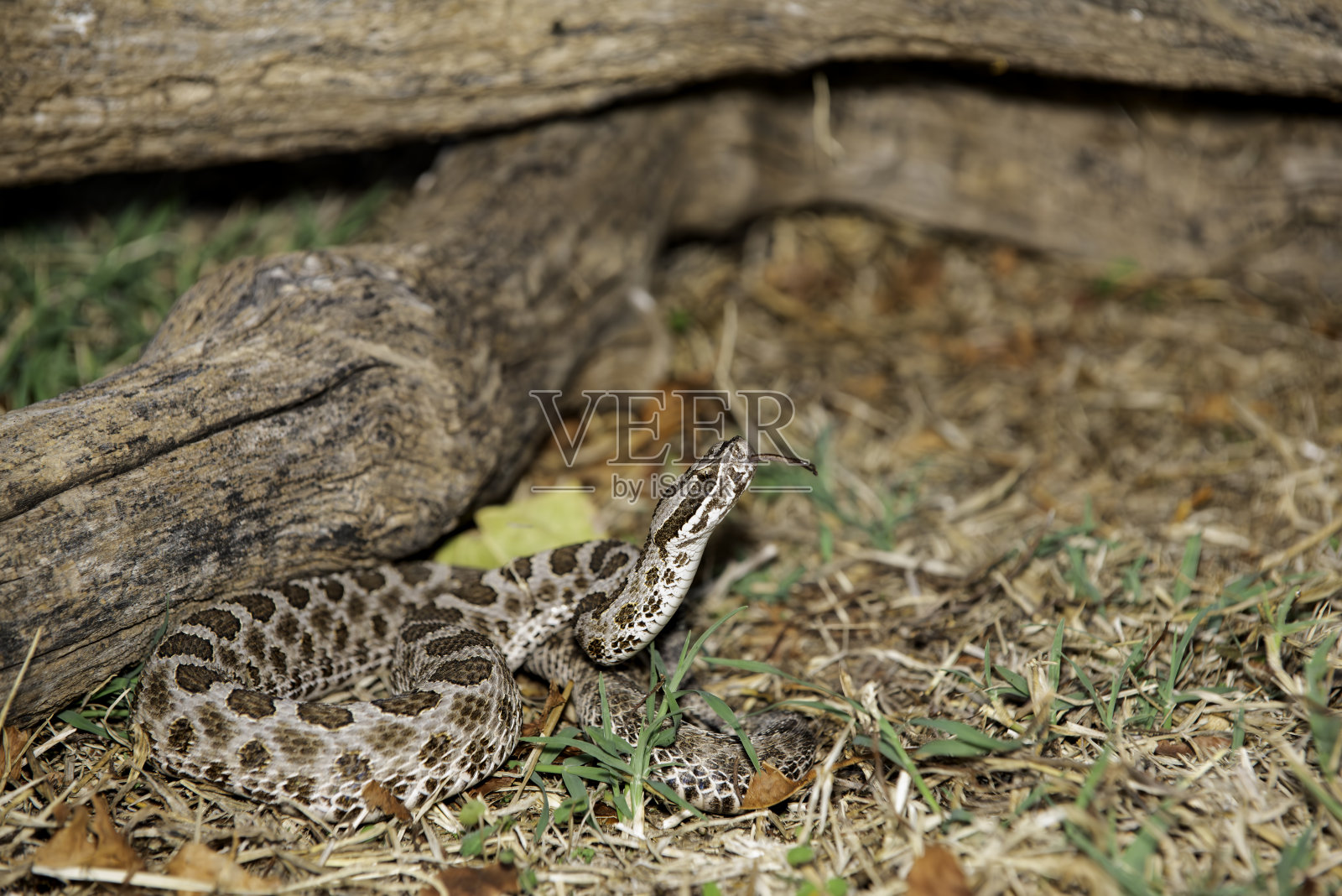 草原马萨索加响尾蛇照片摄影图片