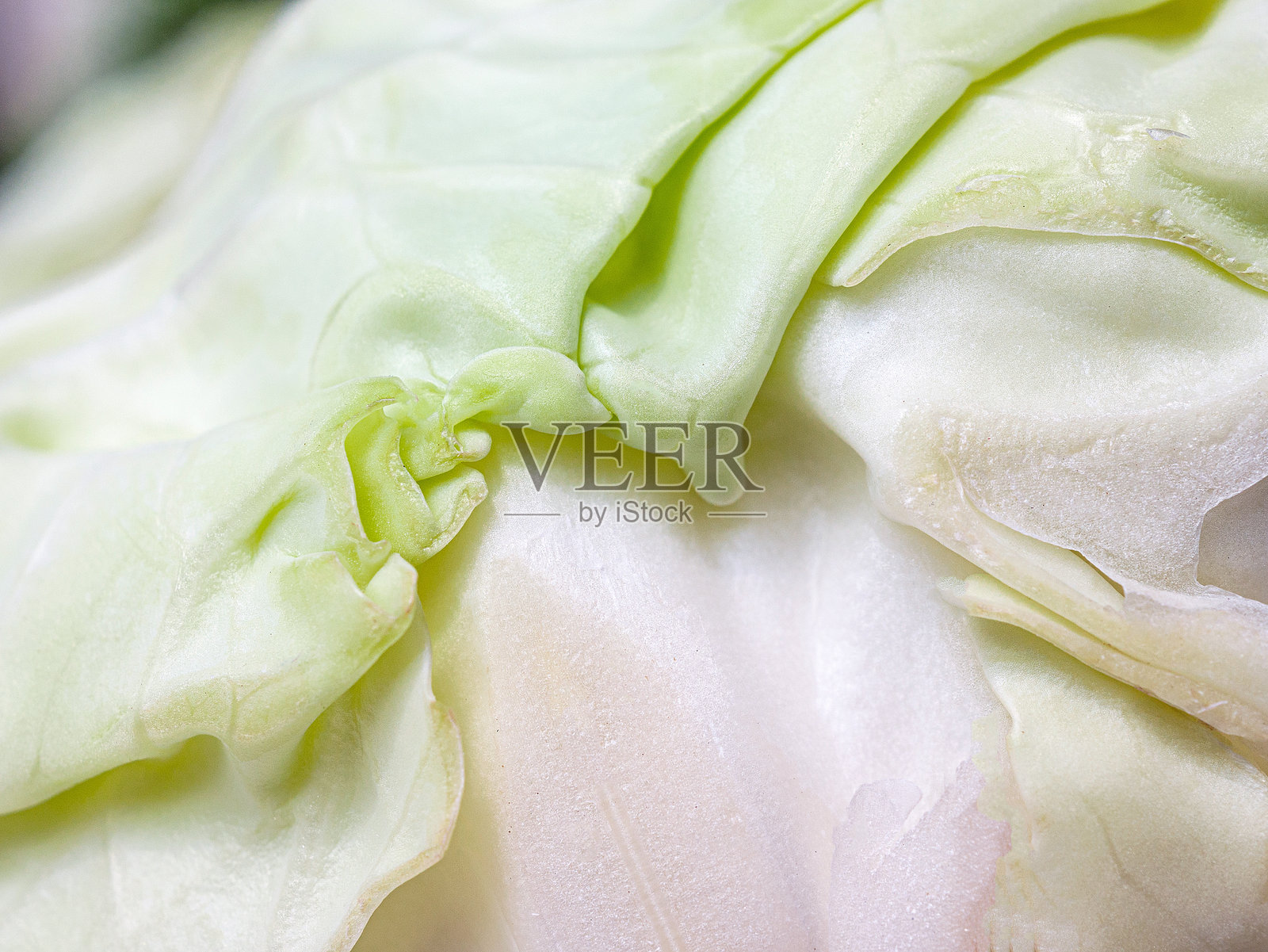 卷心菜叶表面的特写，卷心菜叶的微距拍摄。照片摄影图片