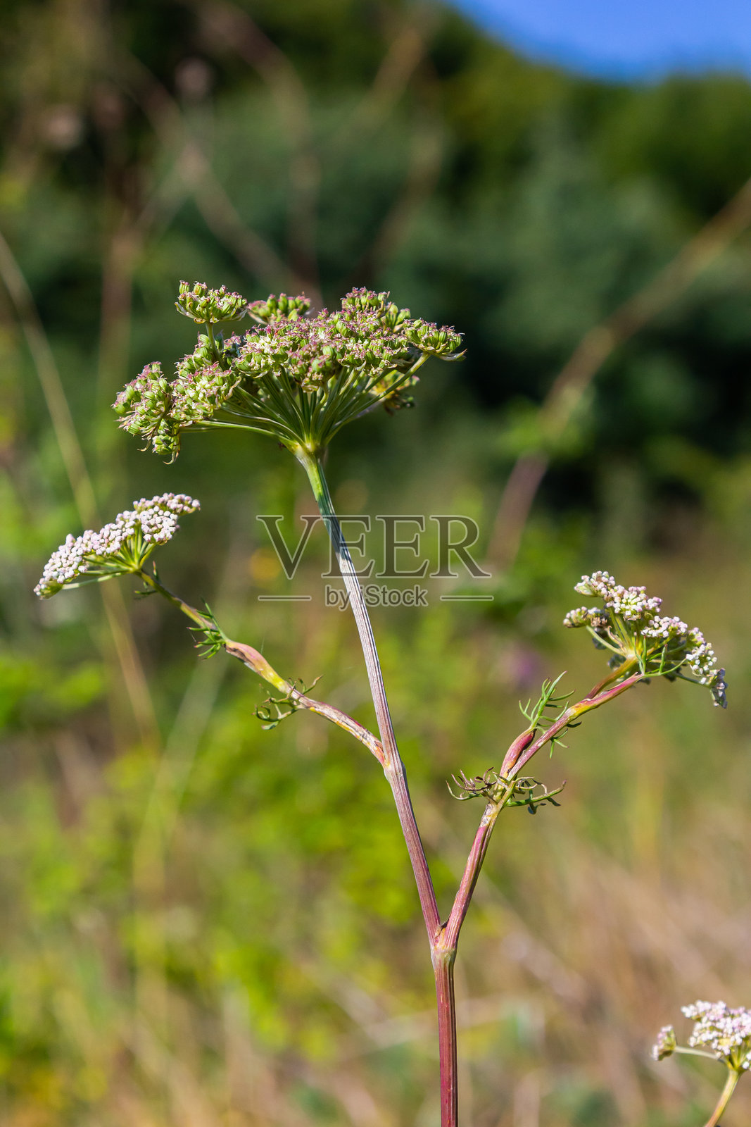 Selinum wallichianum，洋甘菊花的特写，虚化背景照片摄影图片
