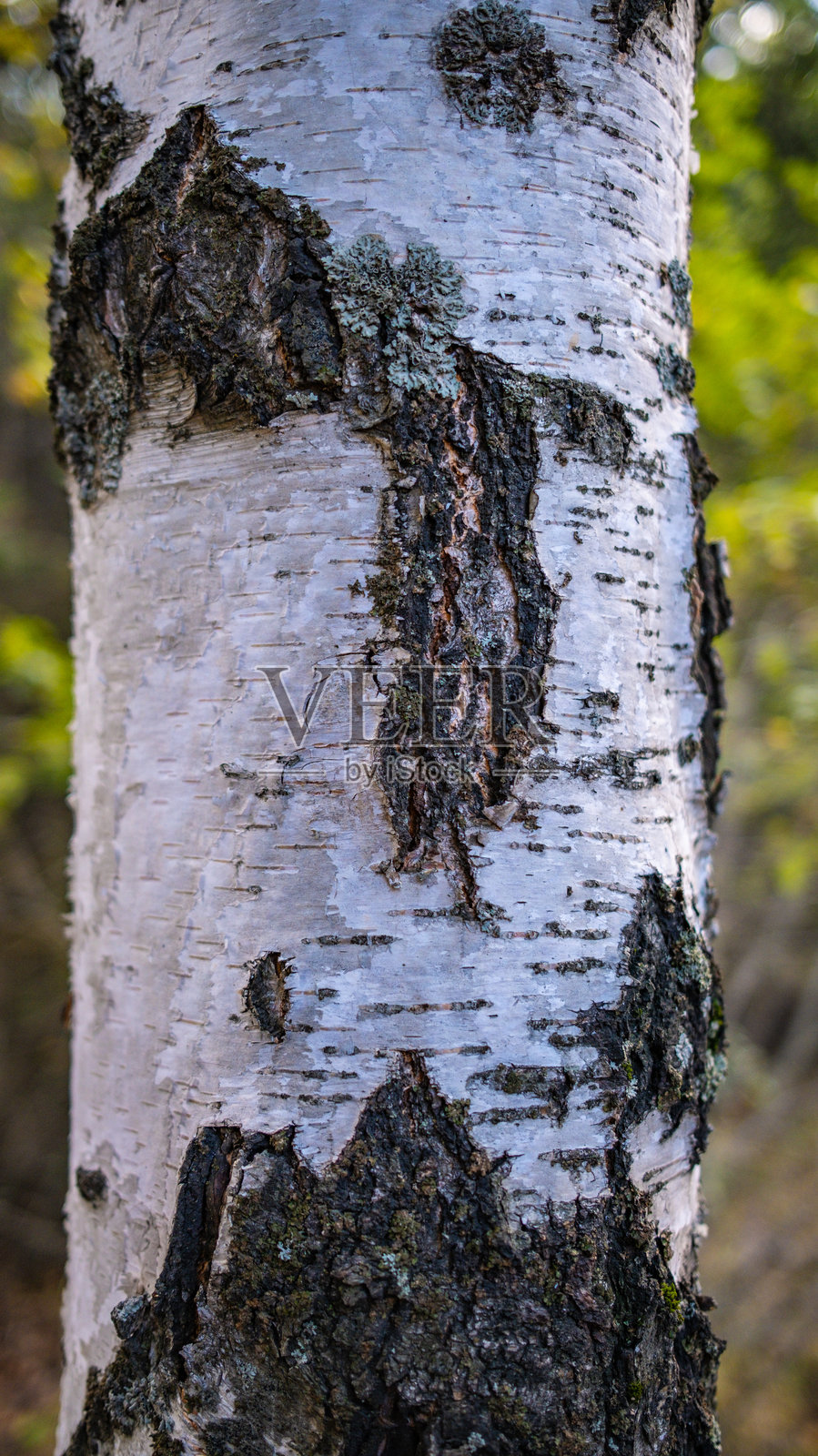 白桦树干特写，独特的白色树皮，森林细节，自然纹理图案，林地植物特征照片摄影图片
