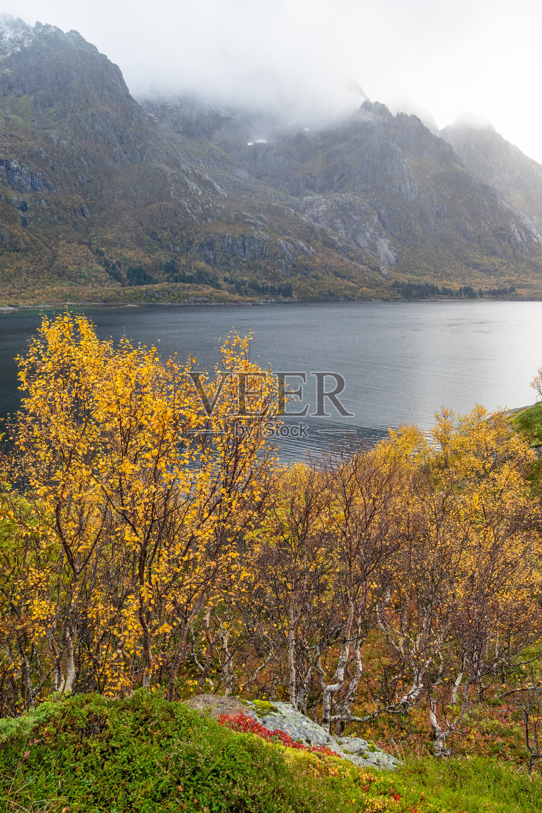 美丽的金色白桦树在挪威洛弗敦群岛的峡湾附近，秋天的日子里绽放着秋季色彩。照片摄影图片