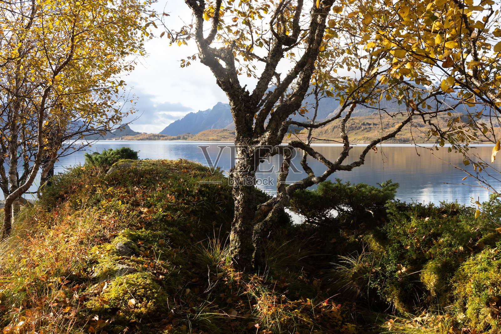 美丽的金色白桦树在挪威洛弗敦群岛的峡湾附近，秋天的日子里绽放着秋季色彩。照片摄影图片