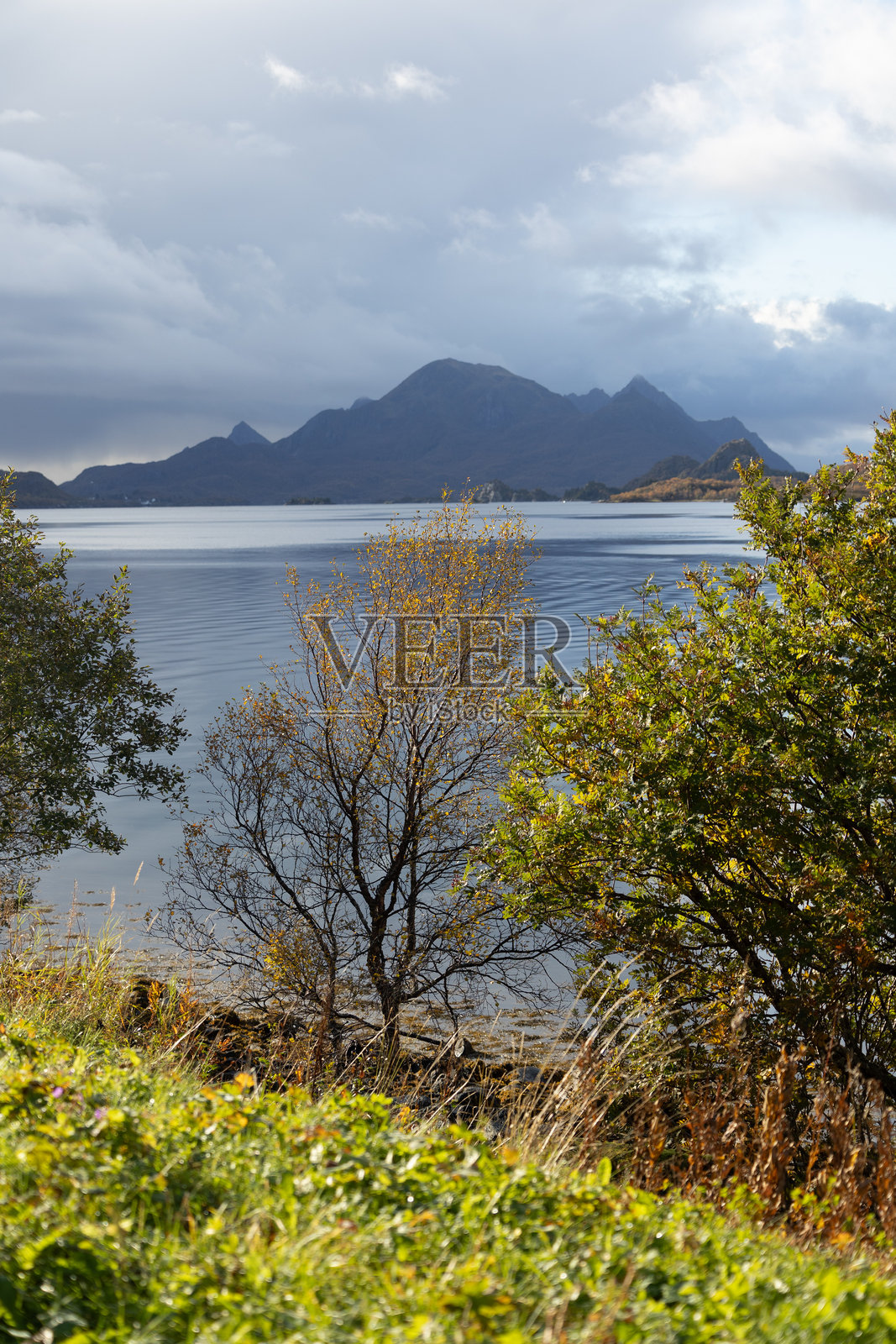 美丽的金色白桦树在挪威洛弗敦群岛的峡湾附近，秋天的日子里展现出绚丽的色彩。照片摄影图片