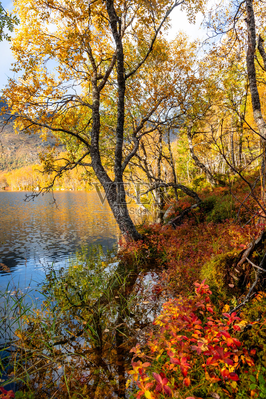 挪威洛弗敦群岛阳光明媚的秋日，小湖边美丽的金色树木。照片摄影图片
