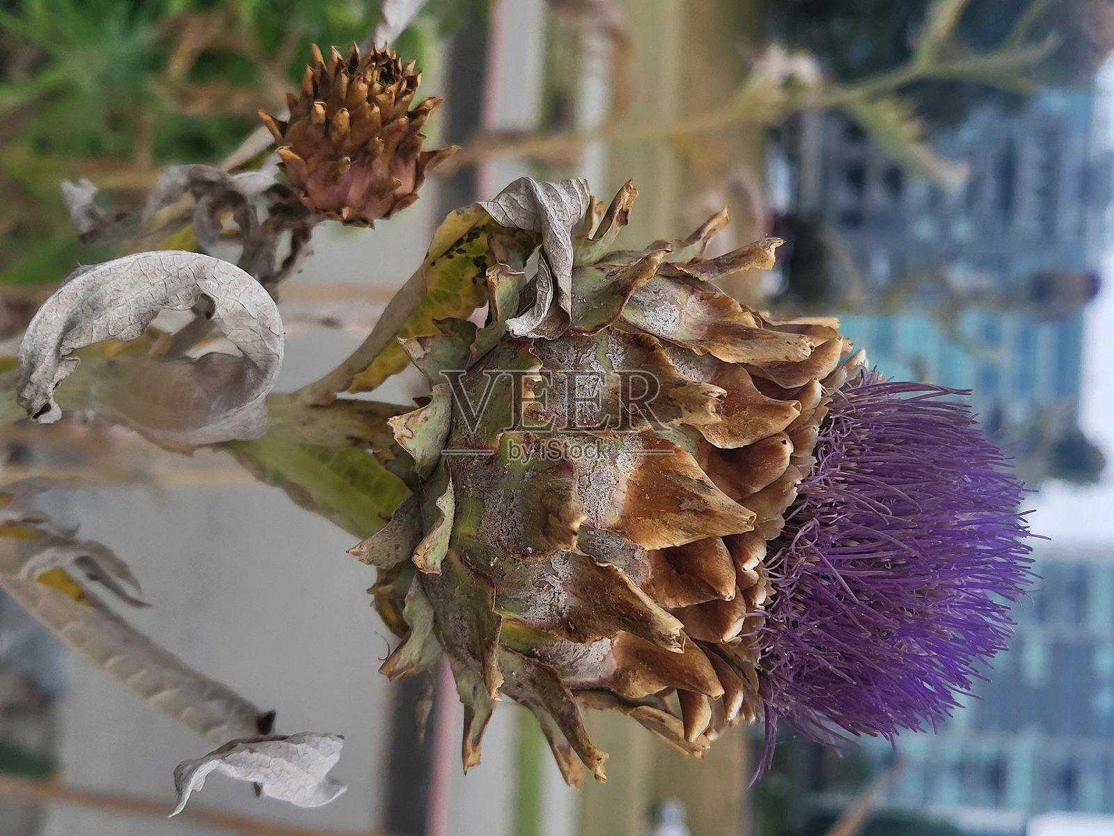 温哥华斯坦利公园海堤公共公园和休息区中不断变化的花卉和植物照片摄影图片