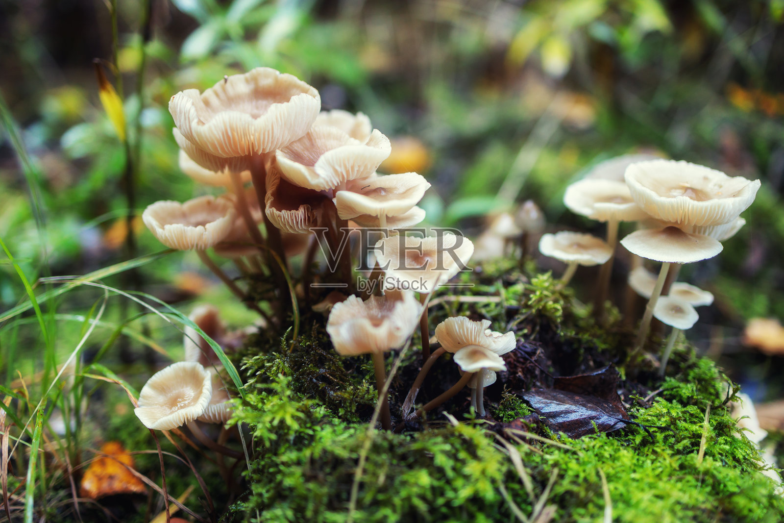迷人的森林地面：生机勃勃的苔藓上娇嫩的蘑菇簇照片摄影图片