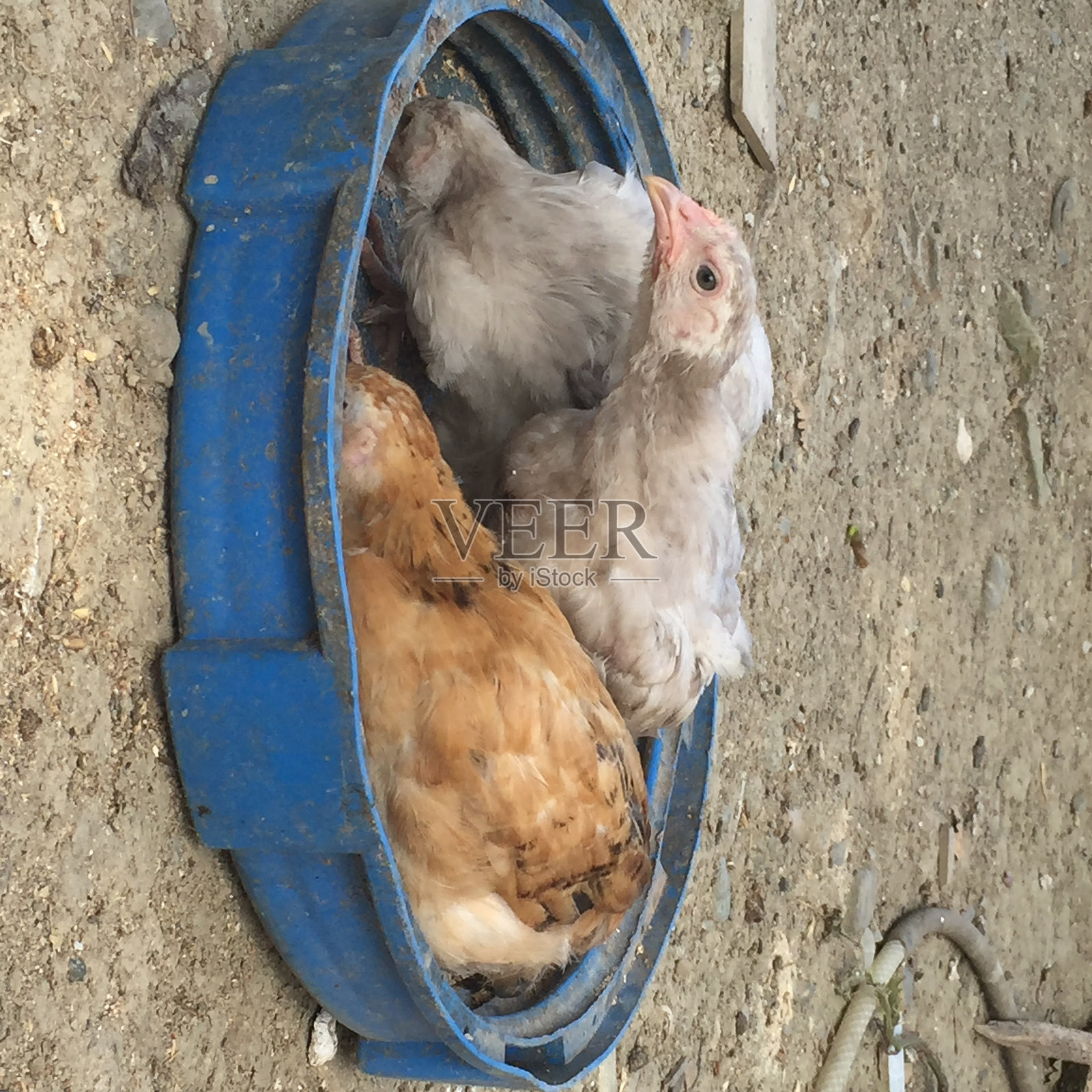 好奇照片摄影图片