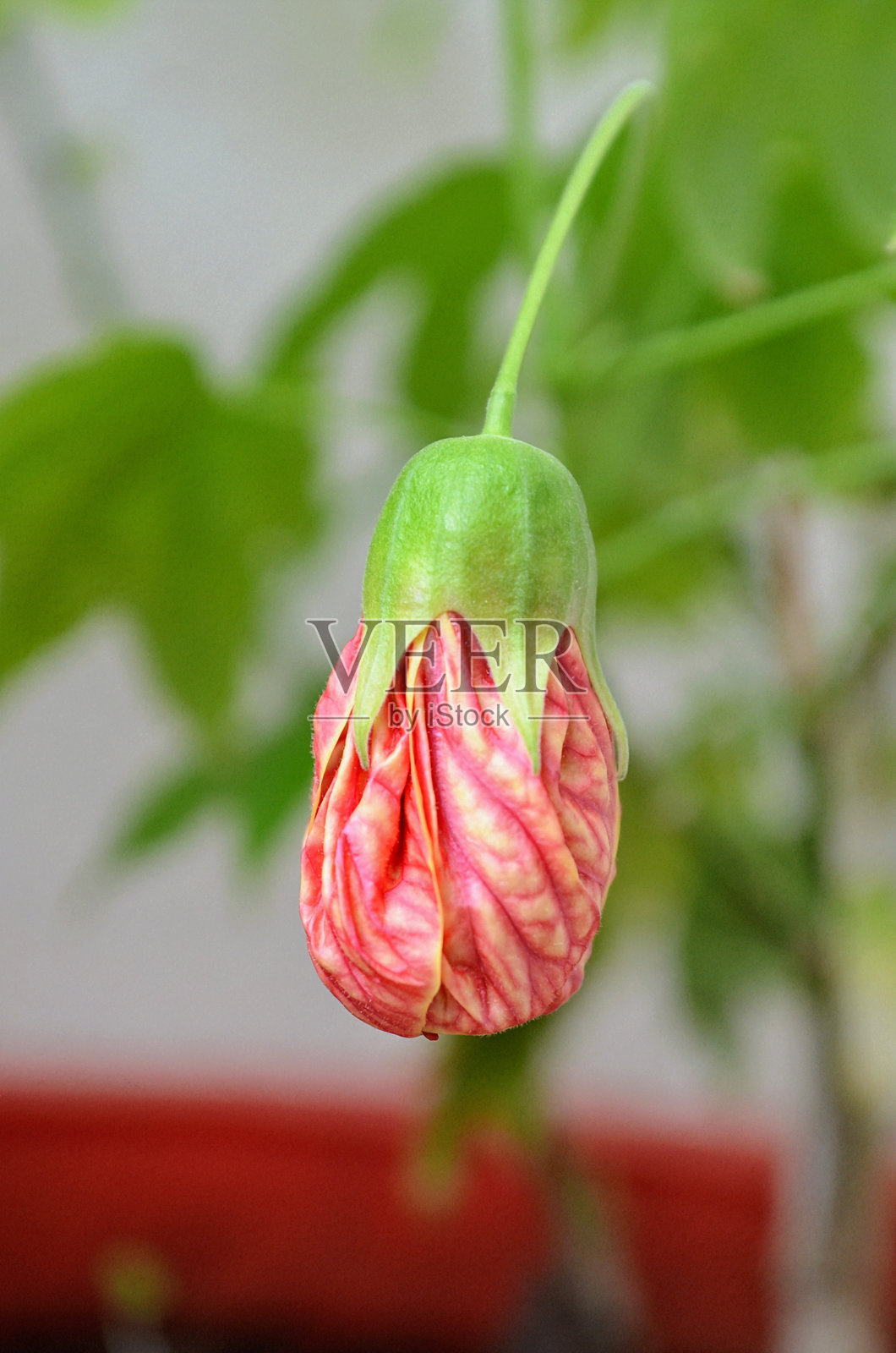 红脉灯笼花是一种属于锦葵科的开花植物。常见名称有红脉灯笼、印度柔软花、花枫、灯笼花。黄色到橙色的花朵上有显著的深红色脉络。照片摄影图片