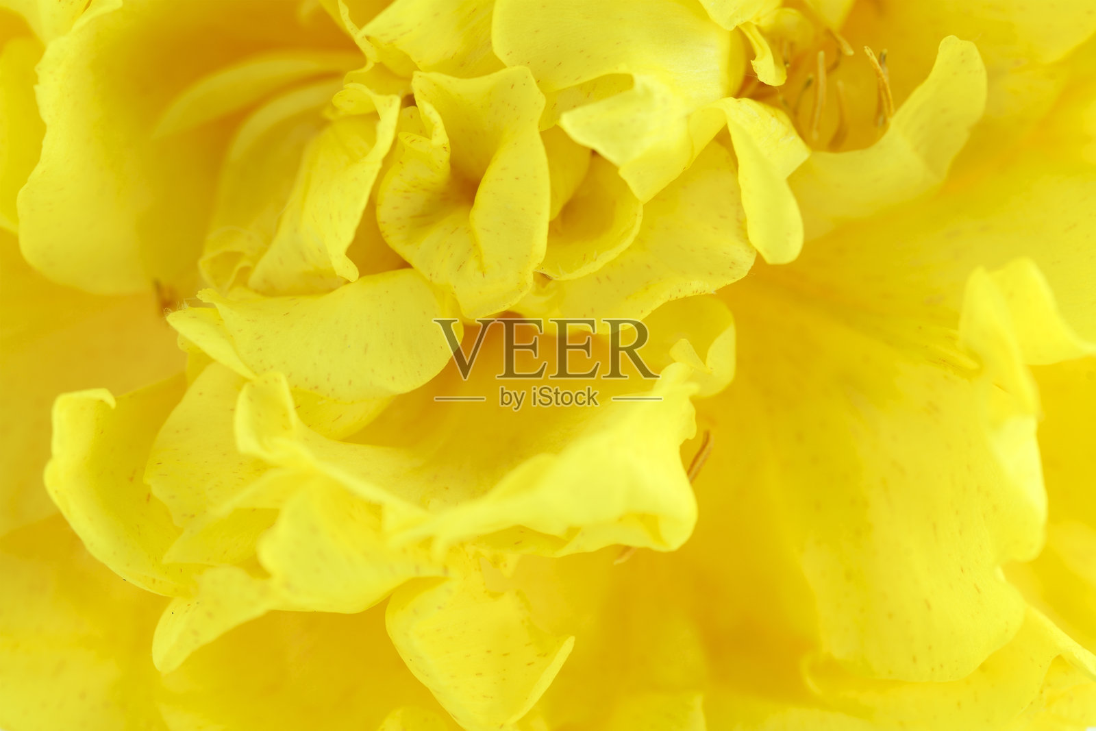 明亮的黄色花朵特写摄影照片摄影图片