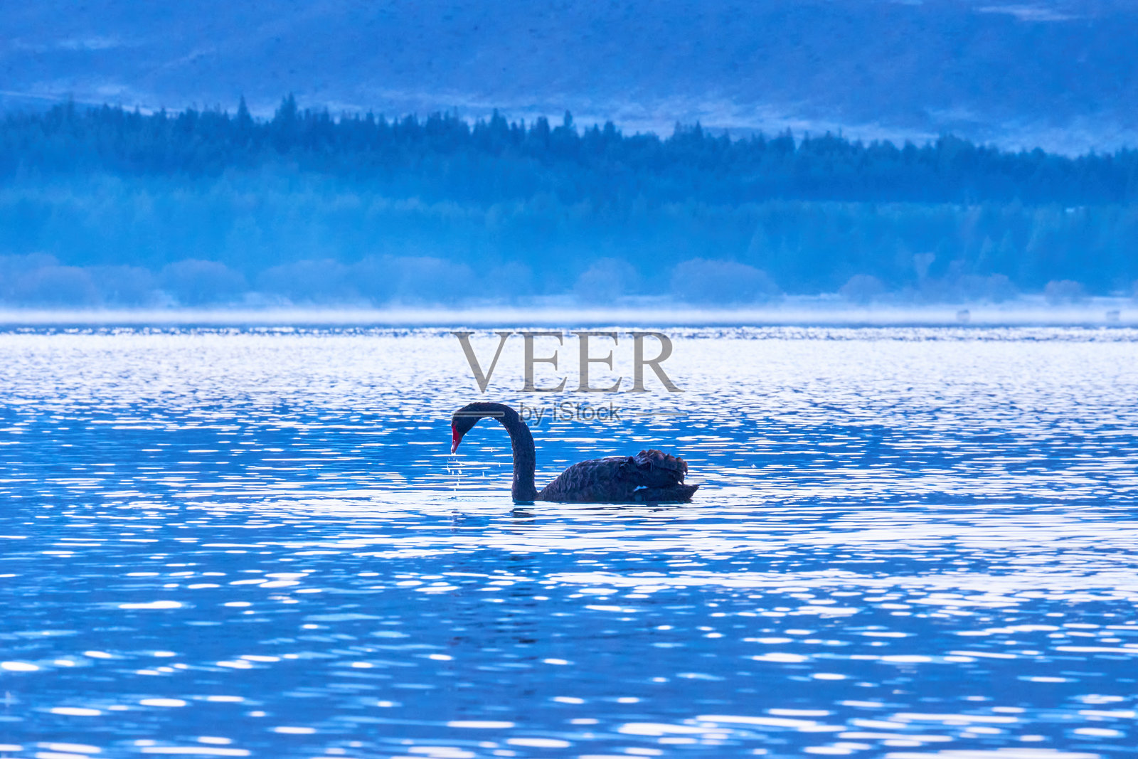 孤独的天鹅照片摄影图片