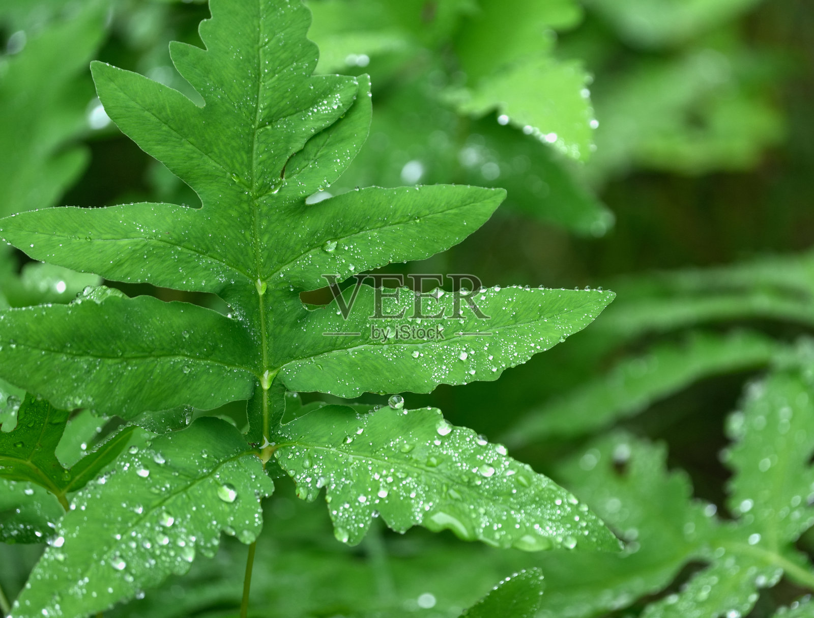雨后绿色叶子作为自然背景照片摄影图片