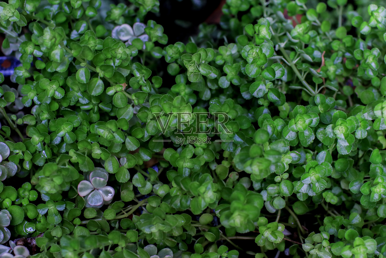 绿色叶子与紫色花朵纹理和抽象自然背景。异国情调的绿植和植物图案。照片摄影图片