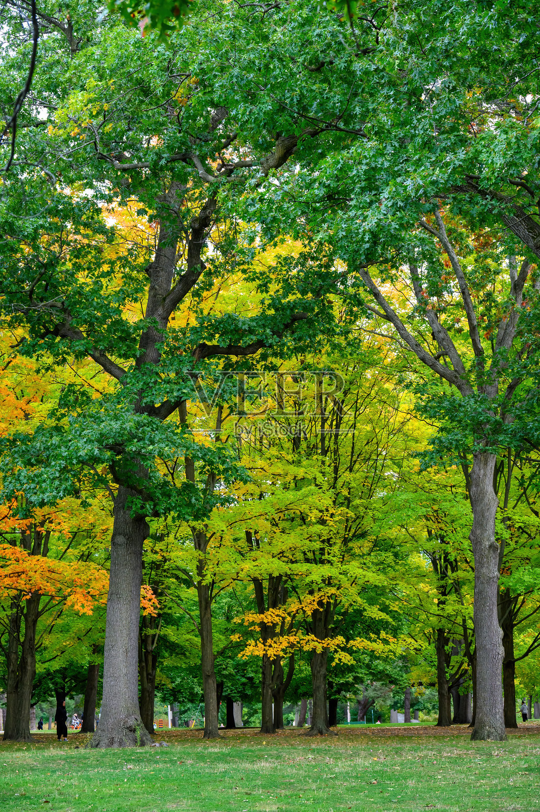 郁郁葱葱的公共公园照片摄影图片