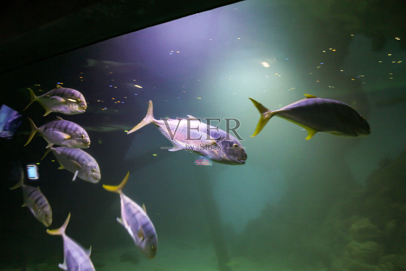 水族箱中的一群鱼。照片摄影图片