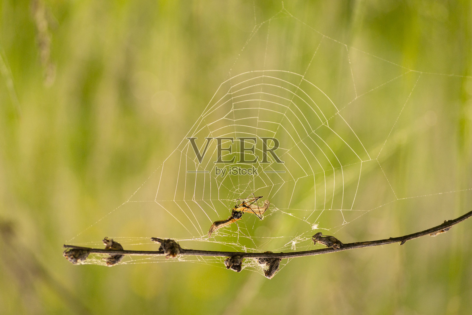 一只昆虫照片摄影图片