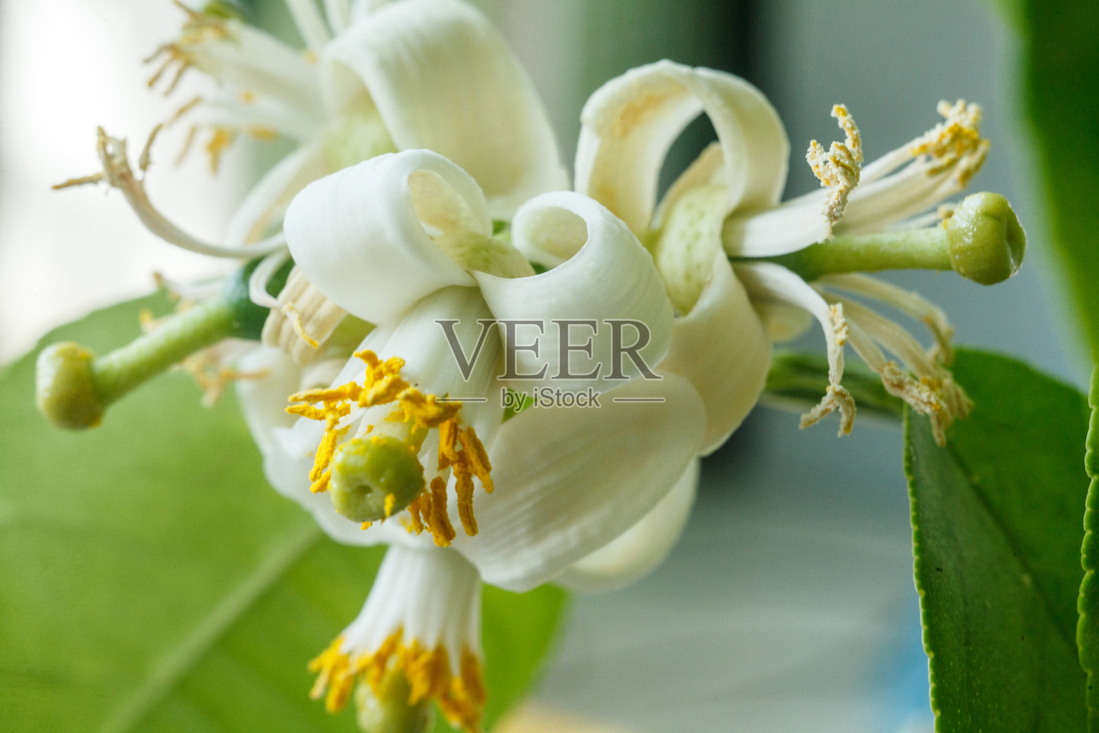 这是柠檬花盛开的特写镜头。细腻的白色花瓣优雅地环绕着覆盖着花粉的黄色雄蕊。照片摄影图片