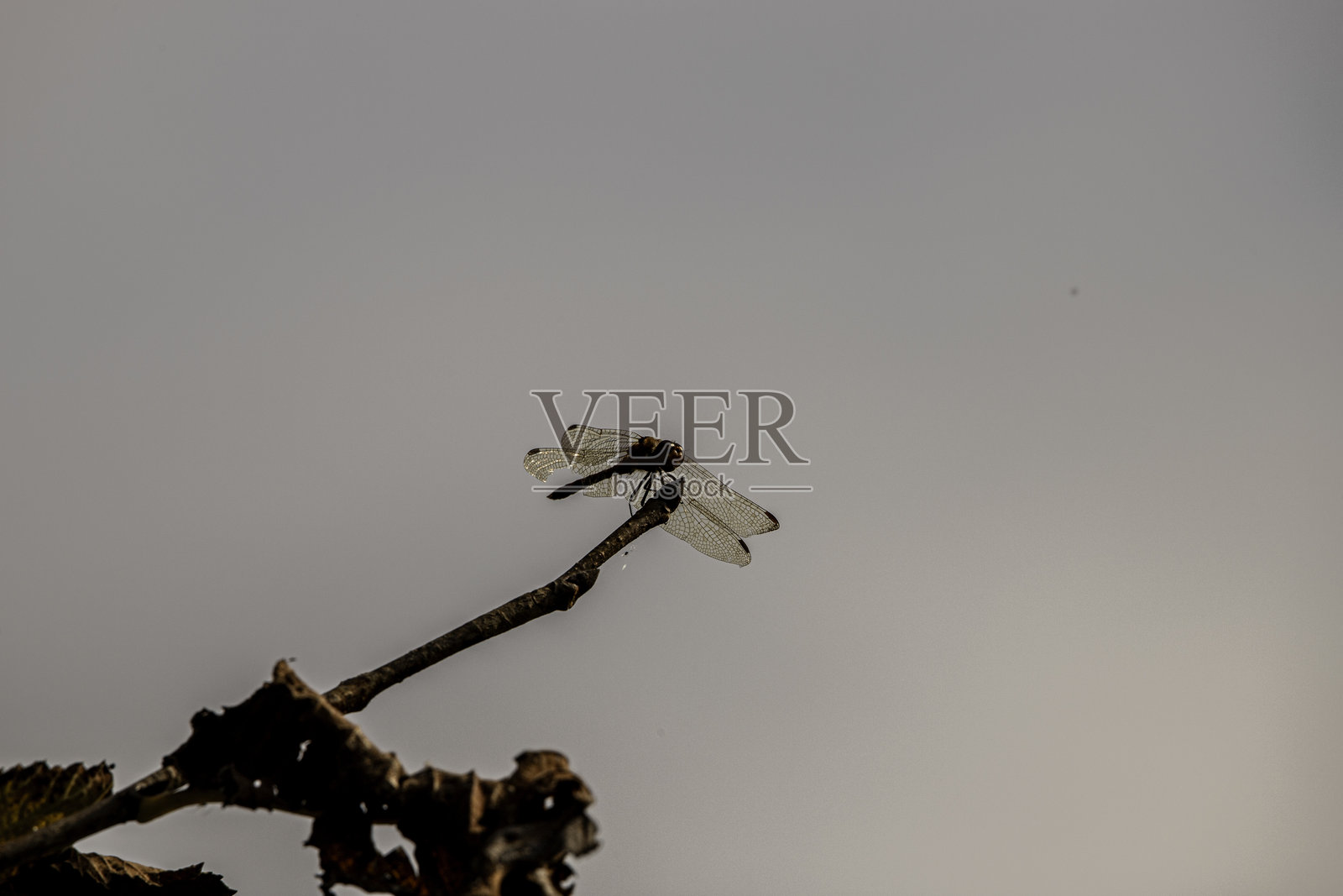 蜻蜓停在树枝上照片摄影图片