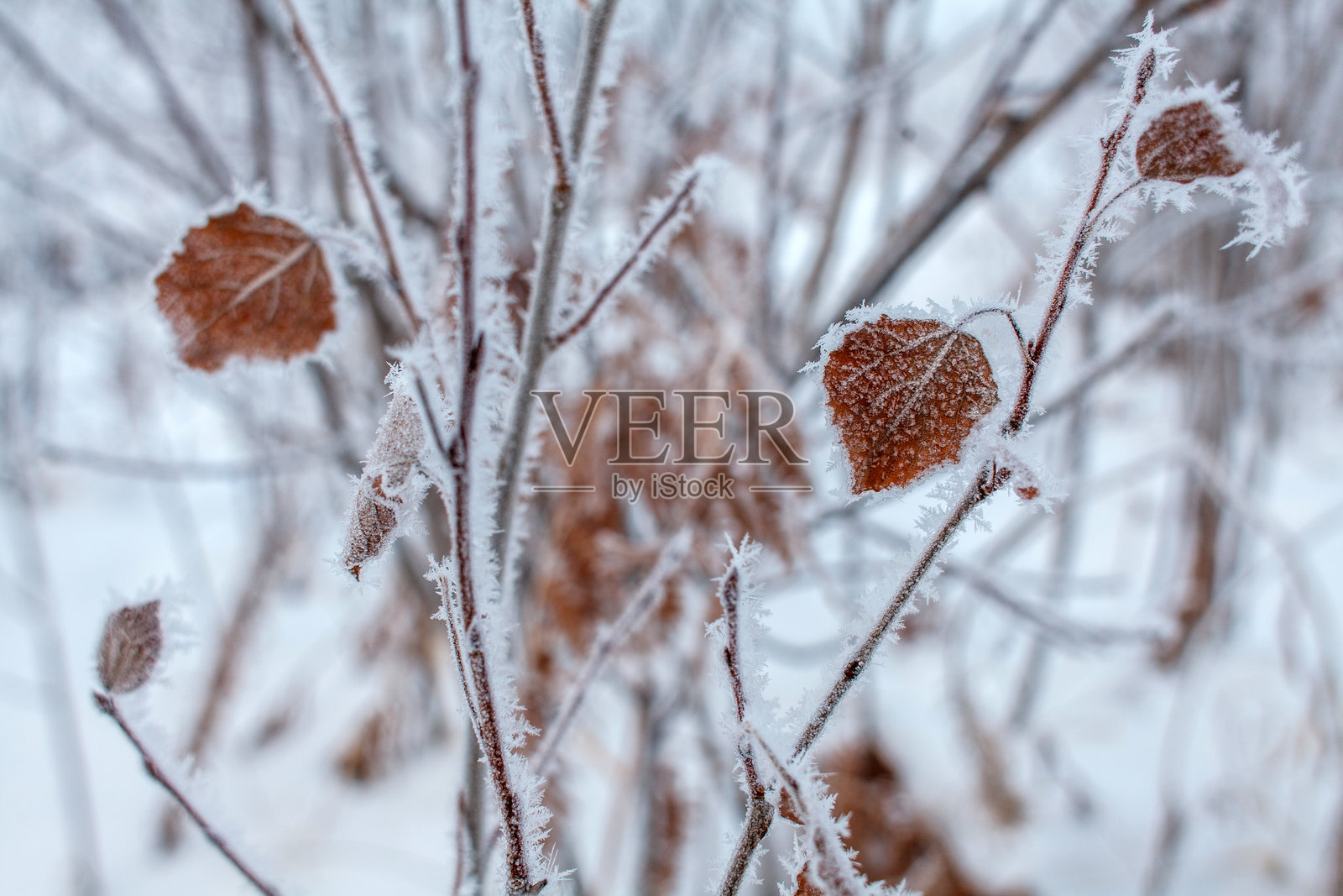 一根细腻的树枝上挂着棕色的叶子，覆盖着新鲜的粉状雪。照片摄影图片