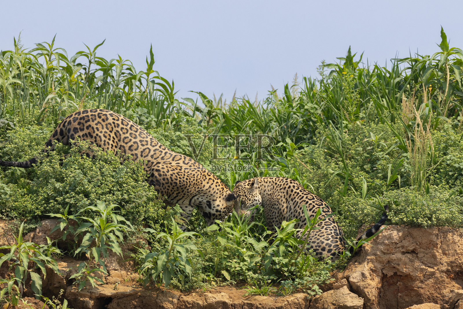 巴西潘塔纳尔湿地的美洲虎照片摄影图片