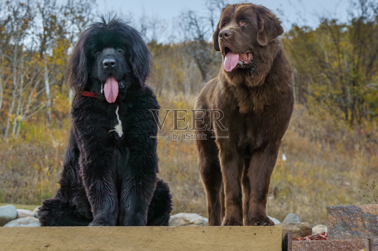 两只纽芬兰犬在秋天照片摄影图片