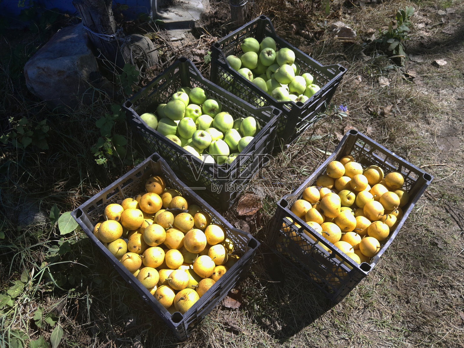 在花园中采摘的苹果照片摄影图片