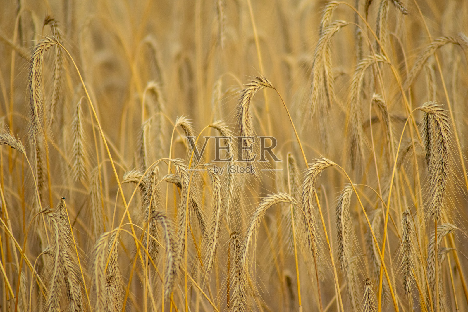 局部对焦夏季成熟大麦田照片摄影图片