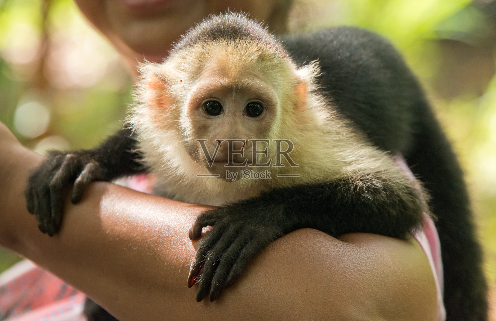 巴拿马白面卷尾猴照片摄影图片