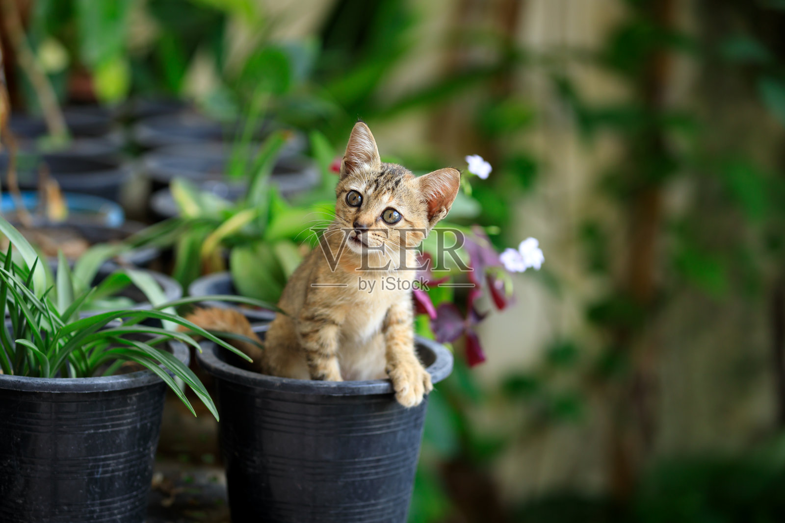 小猫在黑色塑料花盆上，小虎斑猫照片摄影图片