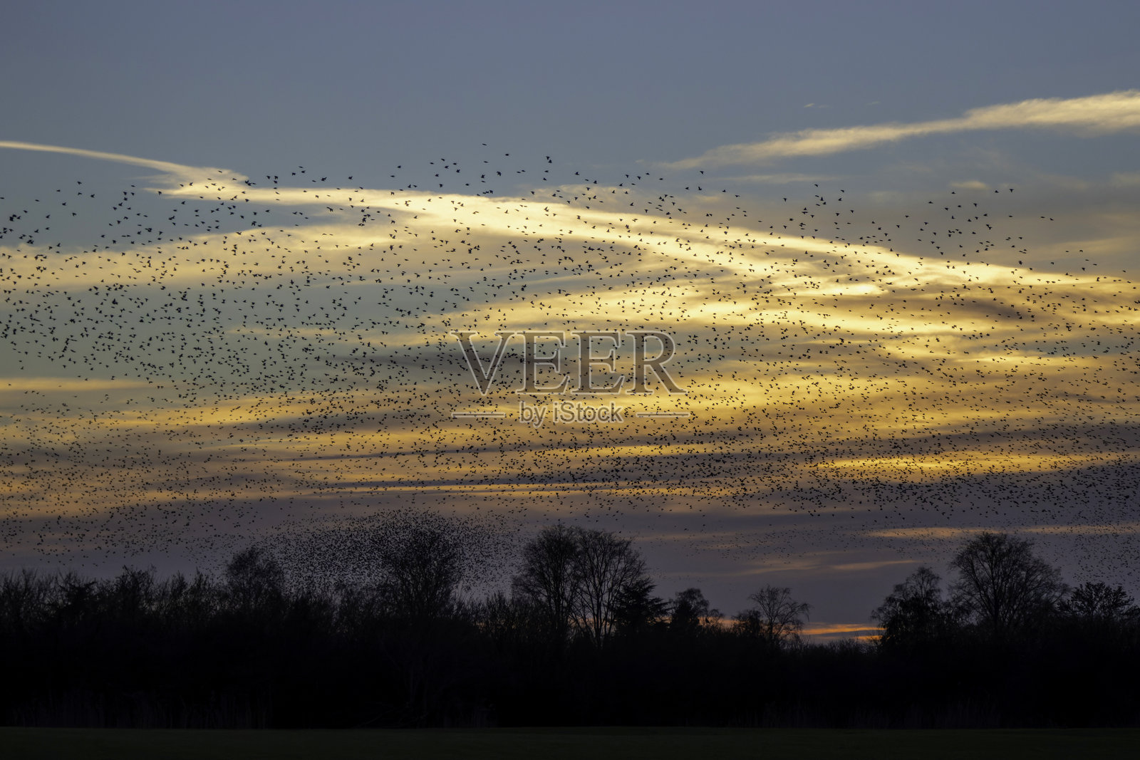 日落时椋鸟的呢喃照片摄影图片