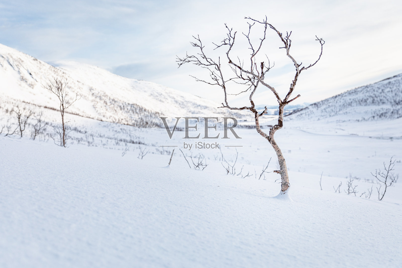 光秃的树木矗立在被雪覆盖的土地上，映衬着天空照片摄影图片