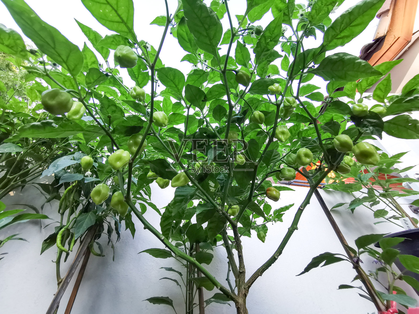 哈瓦那辣椒照片摄影图片