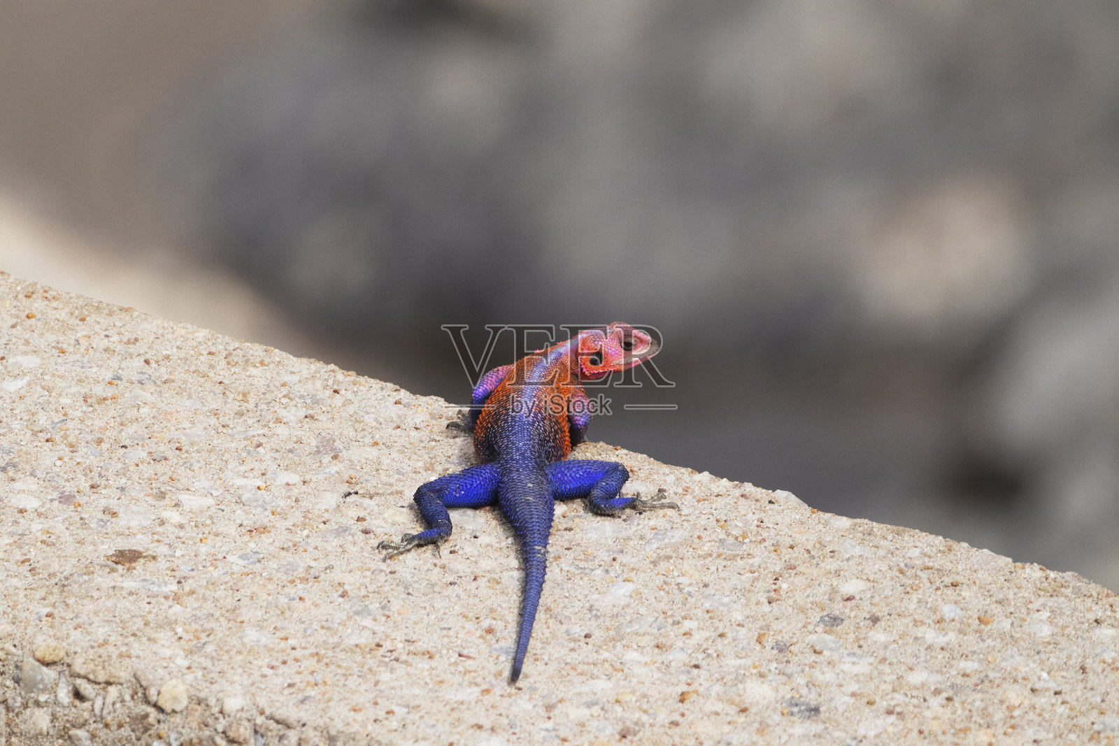 蜘蛛侠阿伽玛照片摄影图片