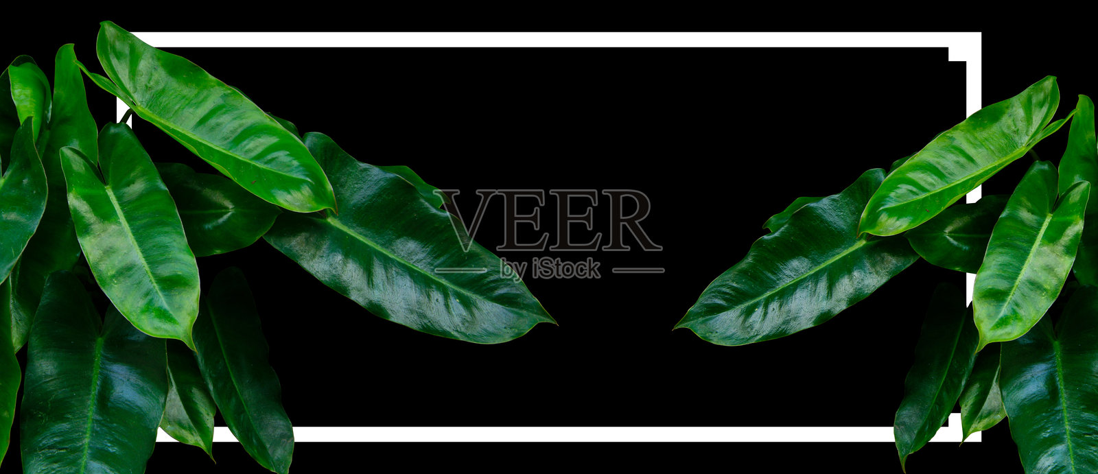 热带魅力，深绿色的菲洛德恩植物叶子，白色边框，黑色背景照片摄影图片