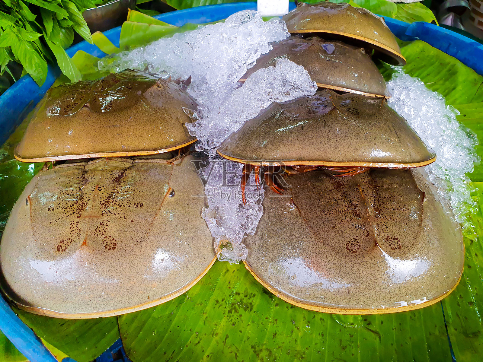 新鲜的海马蟹照片摄影图片