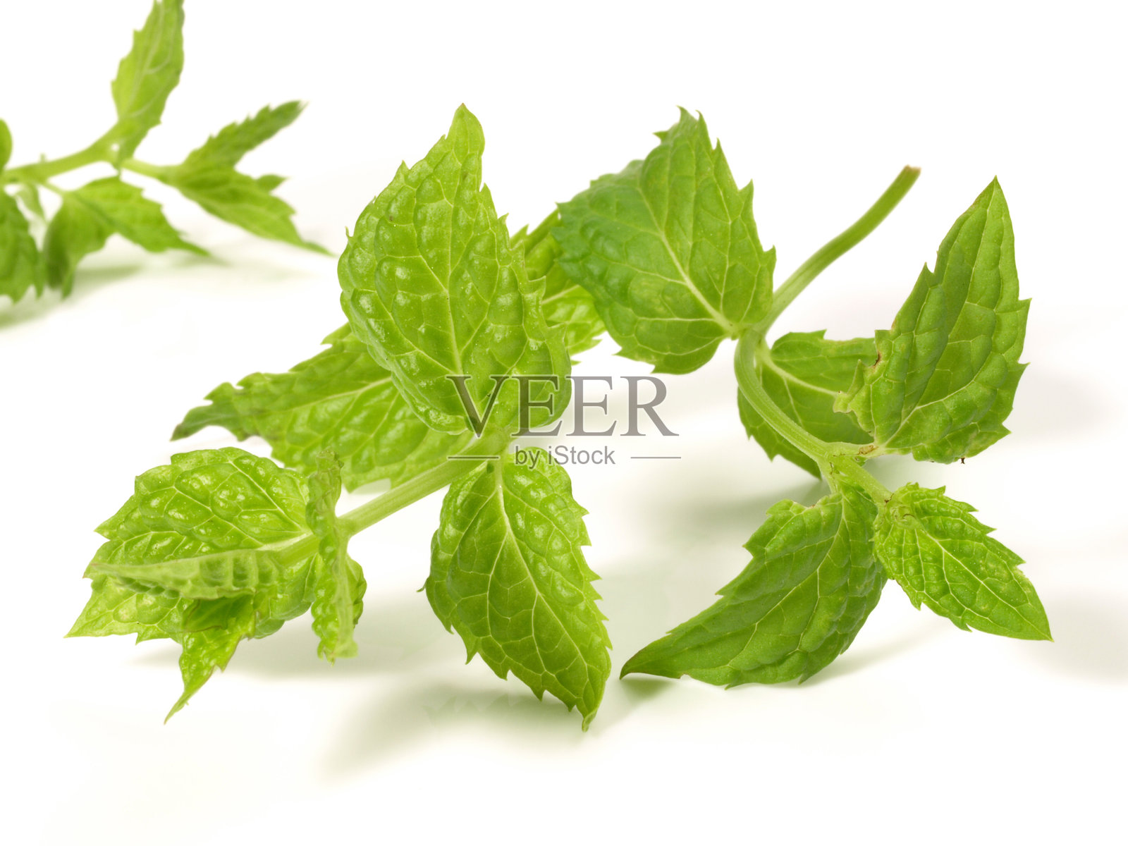 白色背景上的薄荷枝照片摄影图片