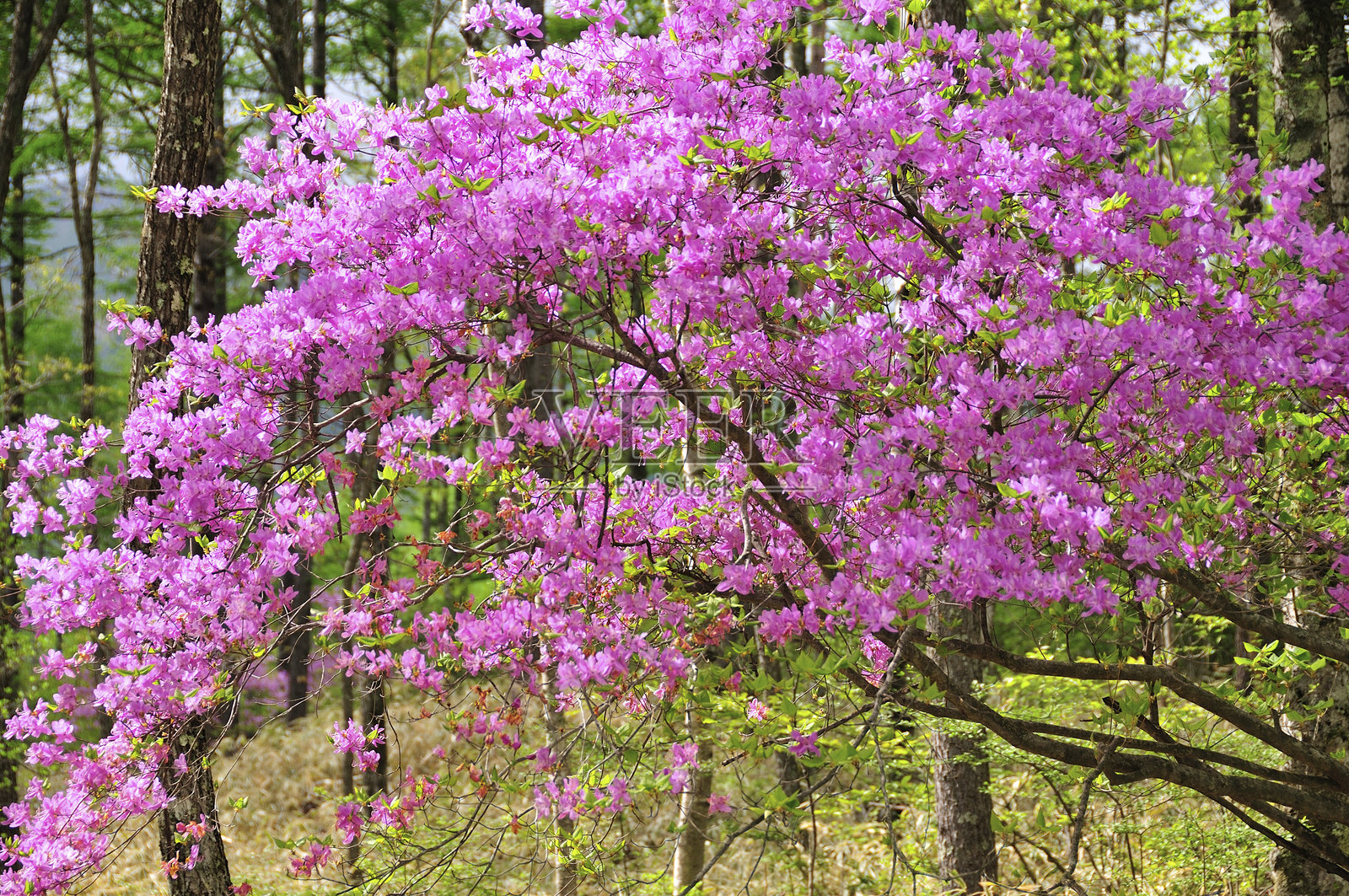 阔叶杜鹃照片摄影图片