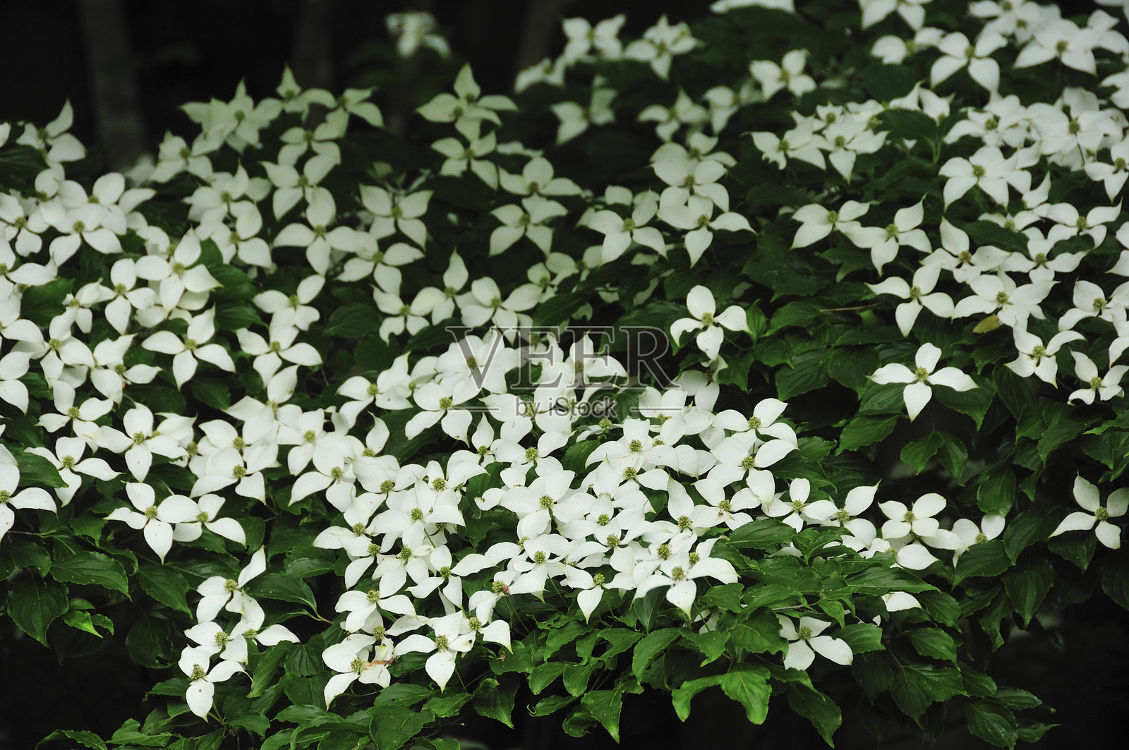 狗木照片摄影图片