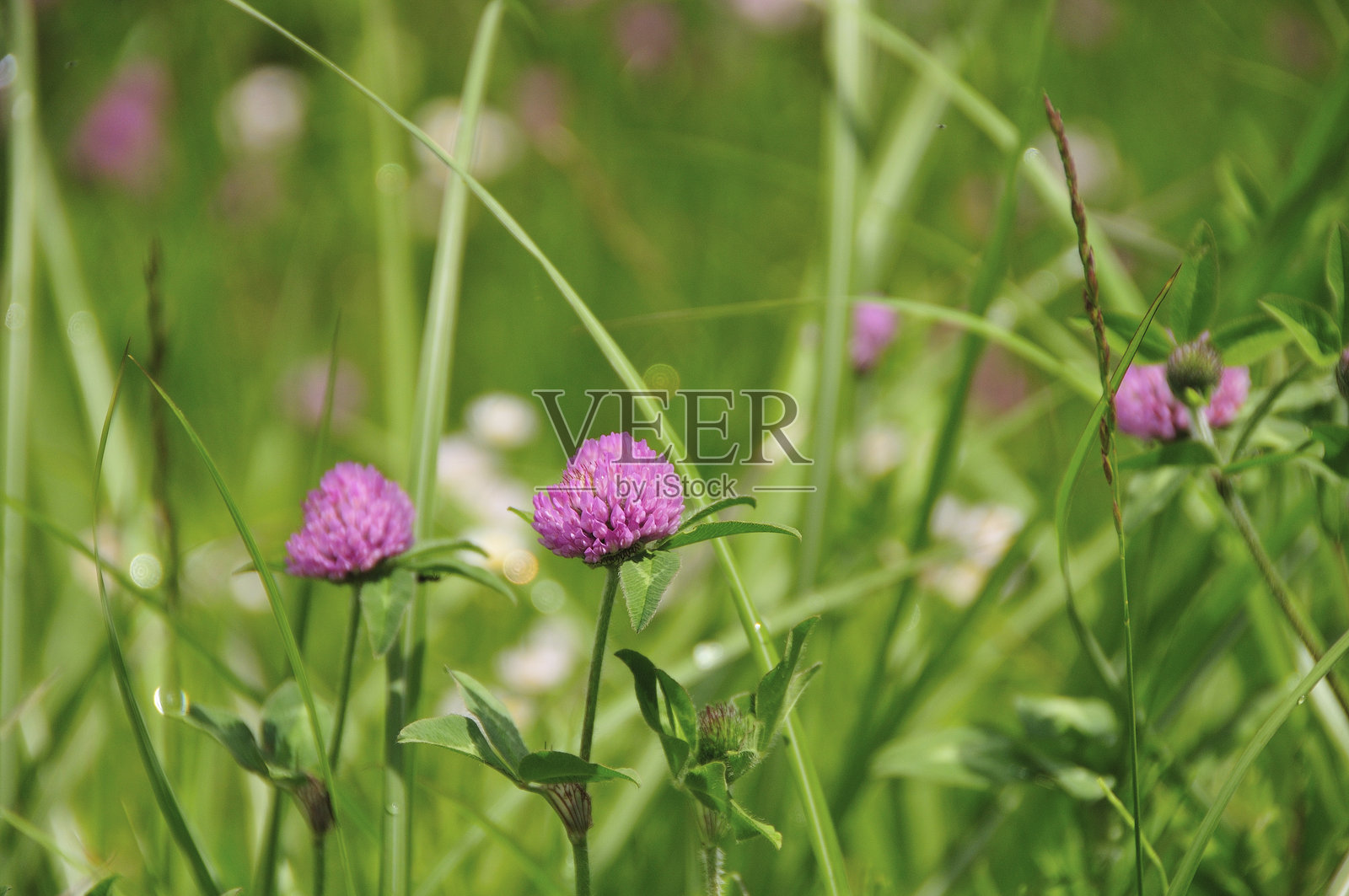 红三叶草照片摄影图片