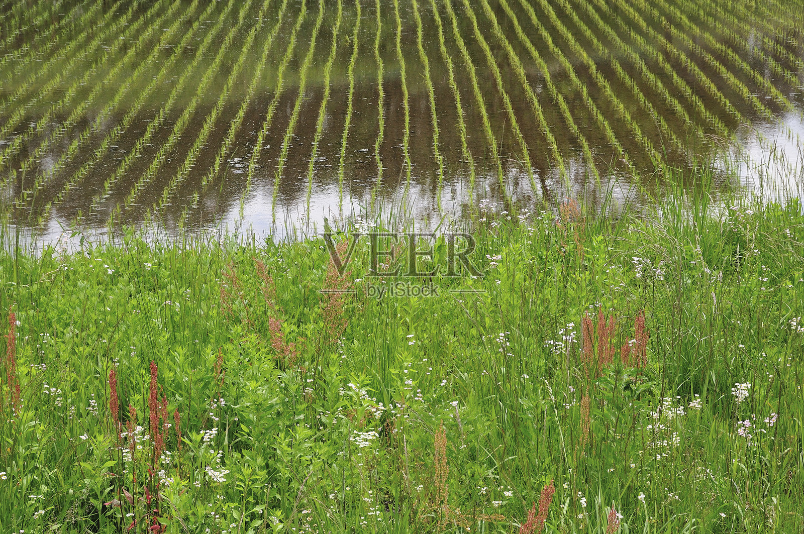 稻田里的花照片摄影图片