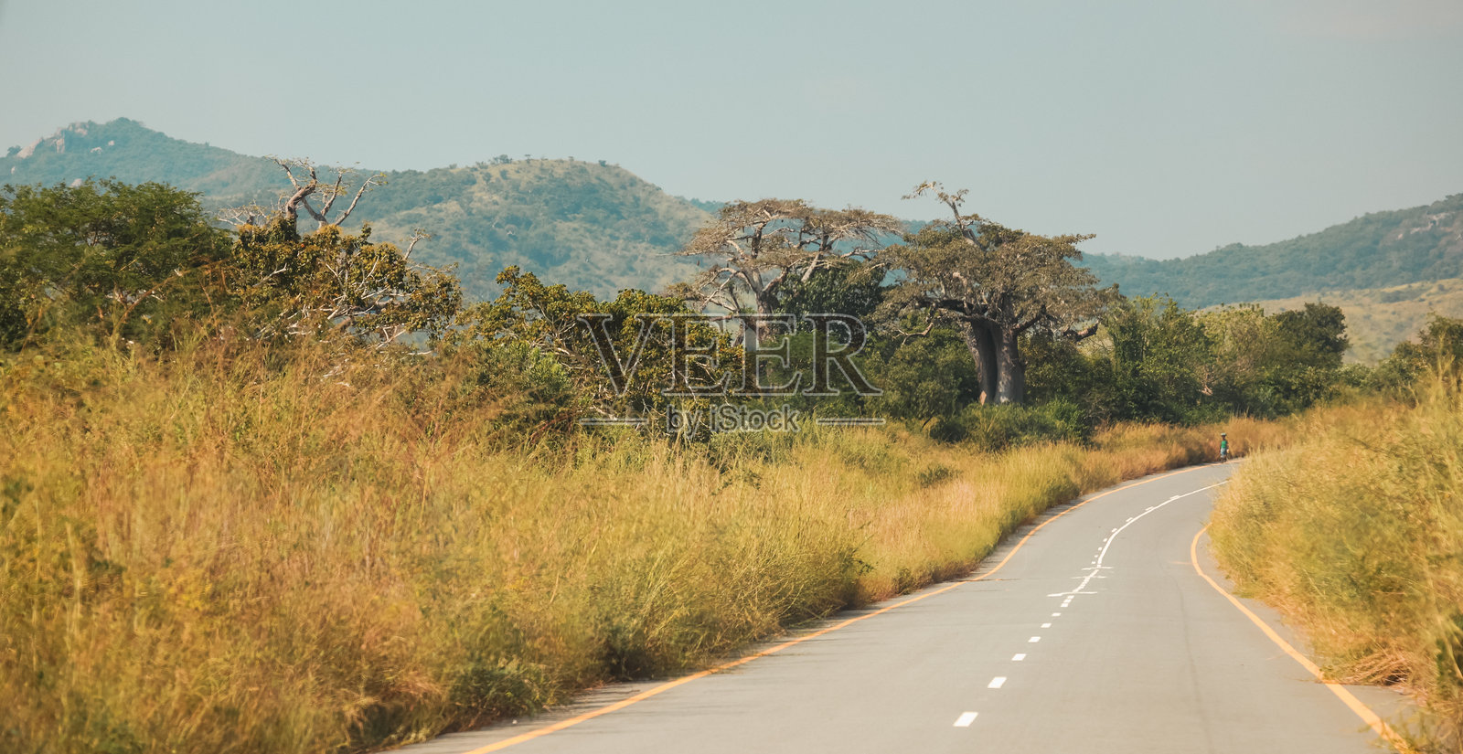 一条蜿蜒的道路穿过安哥拉郁郁葱葱的风景，展示了本土树木和远处的山脉，天空晴朗。照片摄影图片