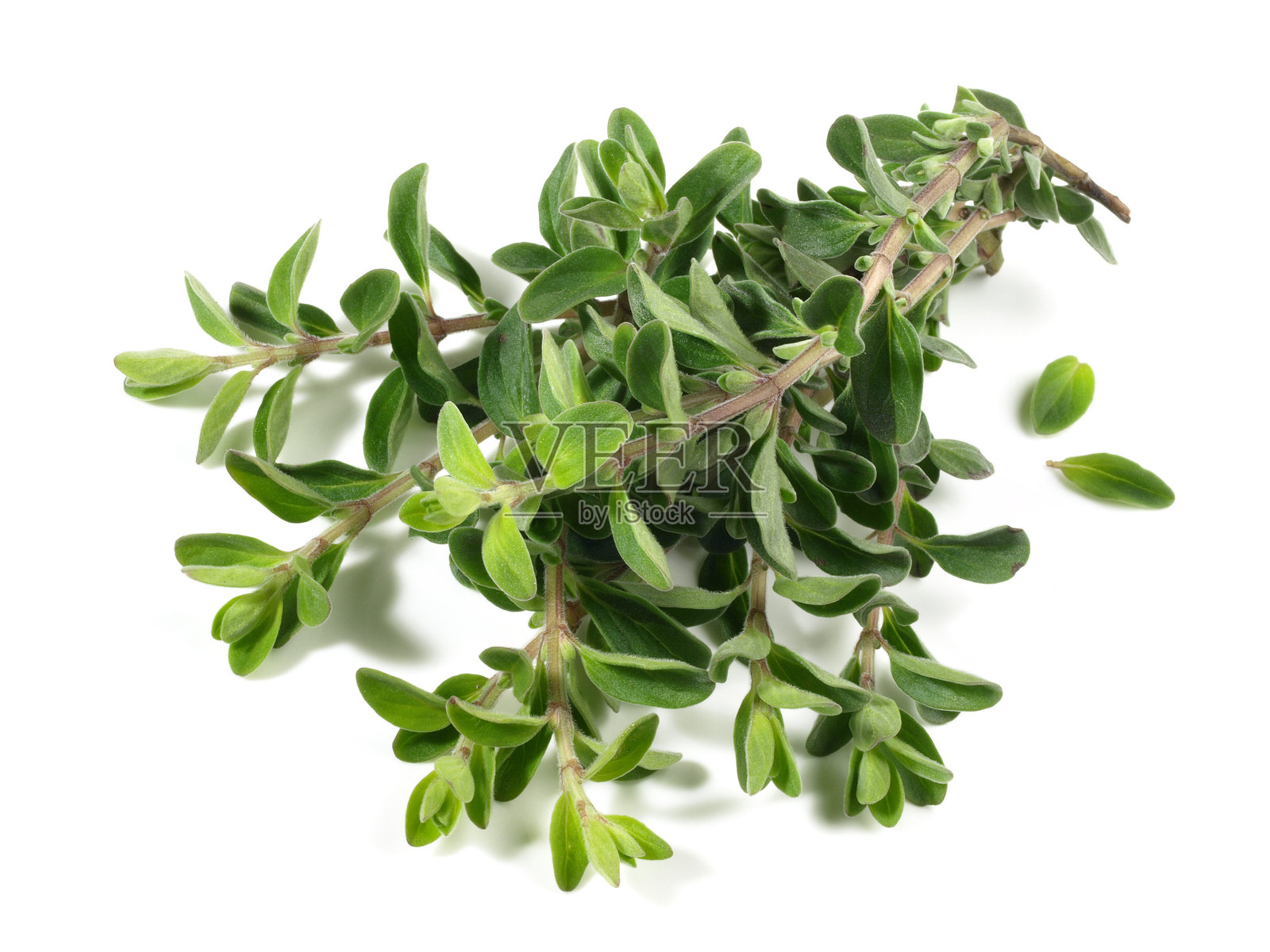 白色背景上的牛至照片摄影图片